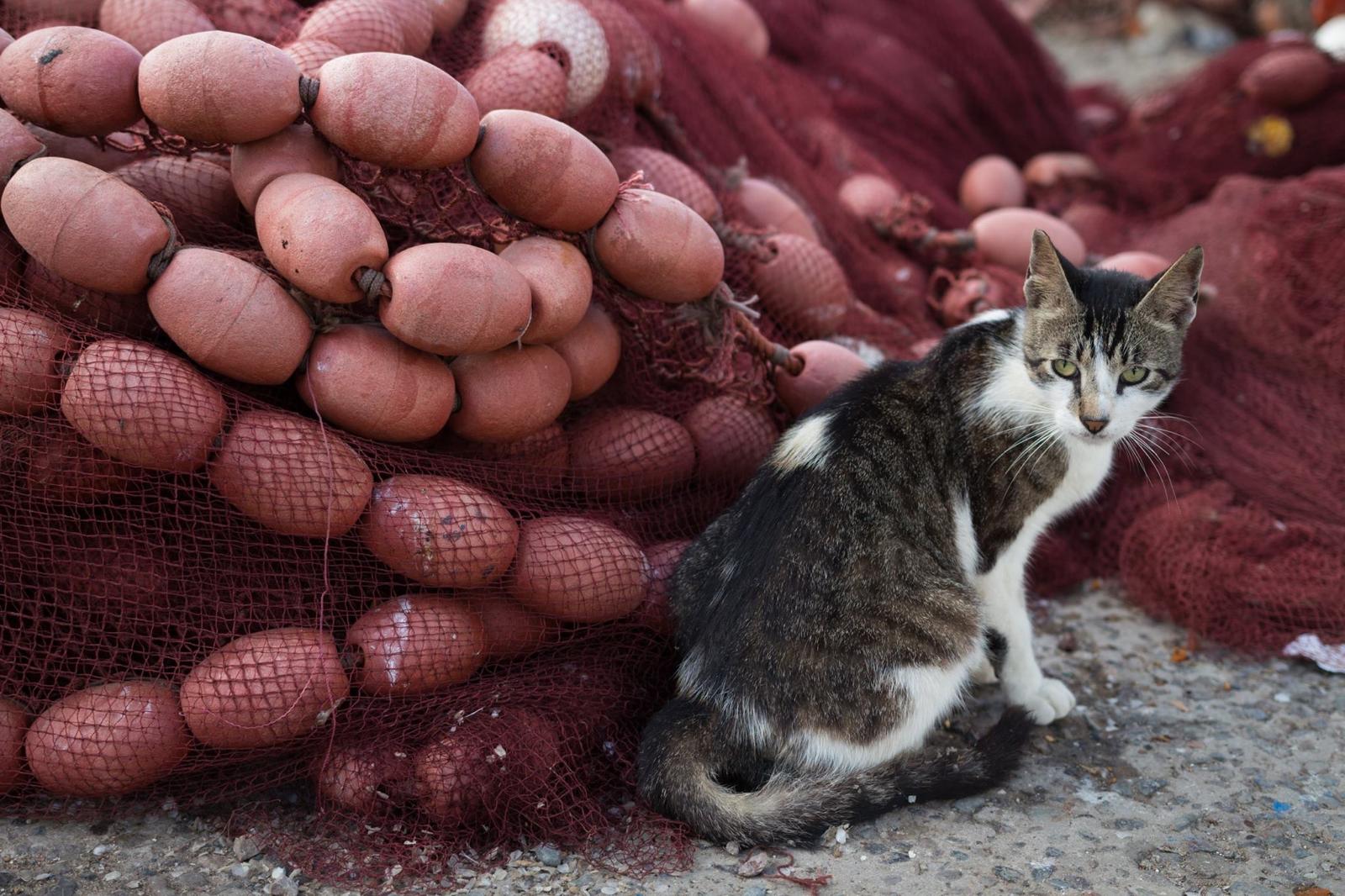 Eucalyptus Ethnic Hotel & Spa - 38 couchages - Essaouira | Cosy Places by GAPH