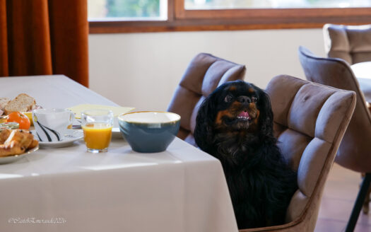 Appart hotel-Restaurant  Castel Emeraude*** - France | Cosy Places par GAPH